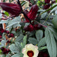 Hibiscus Rosella Jam