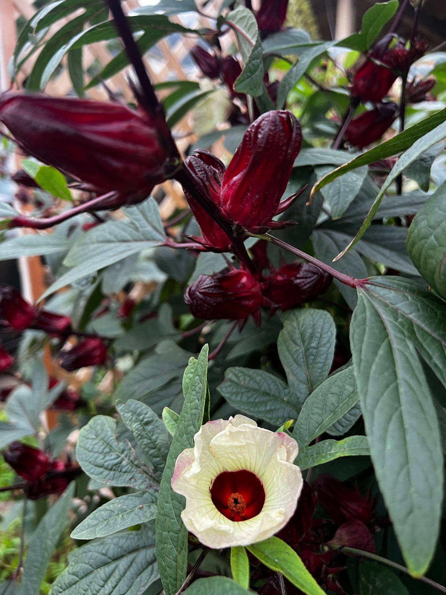 Hibiscus Rosella Jam